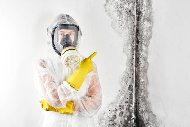 Why You Should Choose Our Mold Remediation Services in Mount Cob, PA